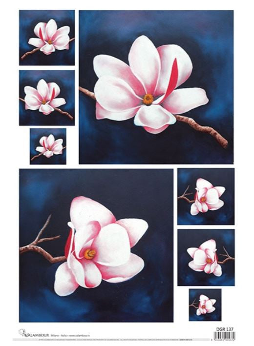 Calambour Pink Magnolias DGR 137 A3