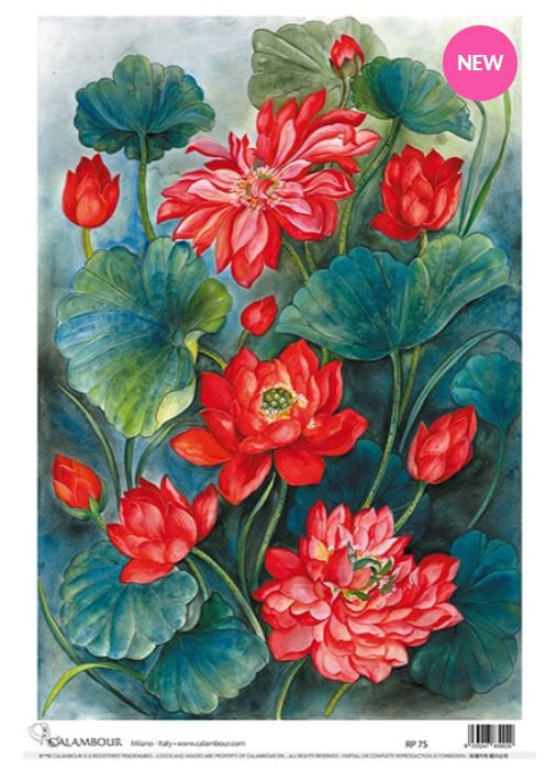 Calambour Red Lotus Blossoms