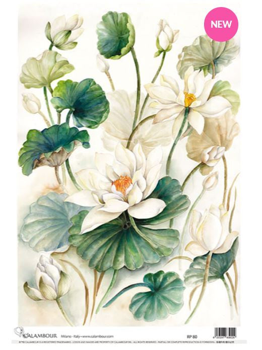 Calambour White Lotus A3
