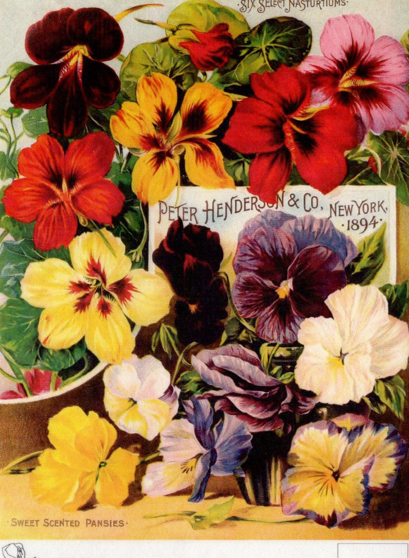 Calambour Peter Henderson Scented Pansies 1894 A4 Rice Paper
