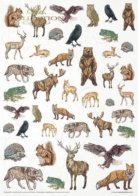 ITD Collection Mysterious Forest 11 Pack Rice Papers