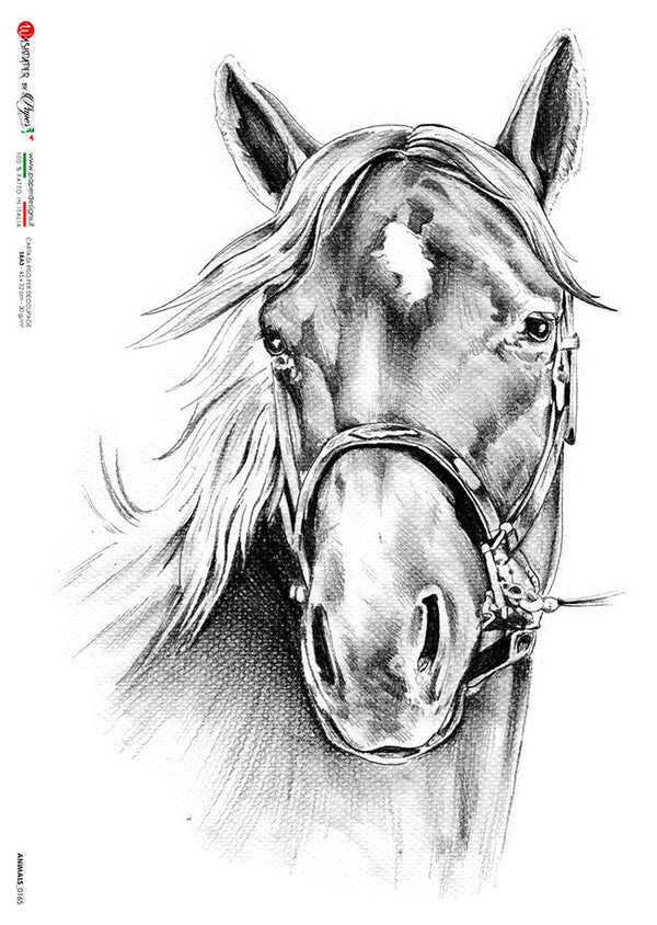 Paper Designs Animals 0165