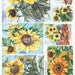 ITD Collection Sunflower Frames