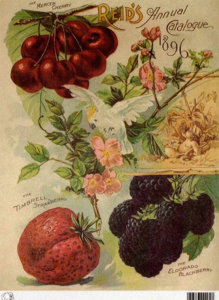 Calambour Reid's Annual Catalog Mercer Cherry Fruits 1896 A4 Rice Paper