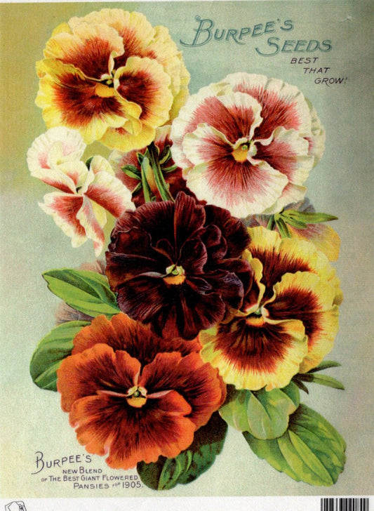 Calambour Burpees Seeds Pansies 1905 A4 Rice Paper