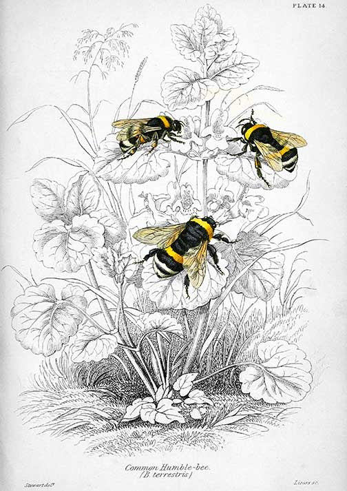Paper Designs Illustrated Bumblebees