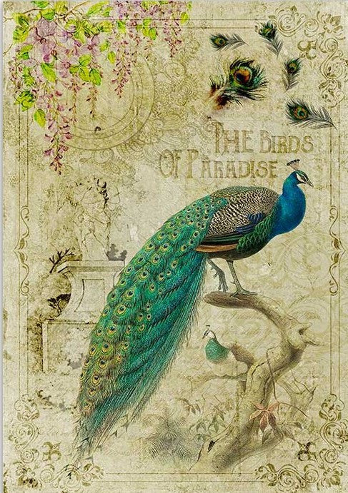 Paper Designs Peacock of Paradise