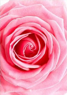 Paper Designs Pink Rose