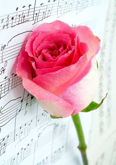 Paper Designs Musical Rose