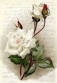 Paper Designs White Rose