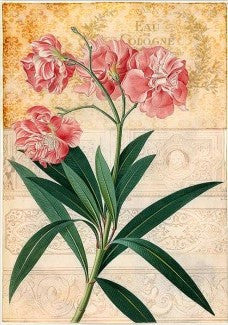 Paper Designs Cologne Floral