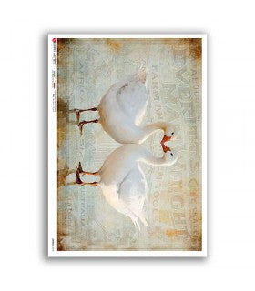 Graceful Companions