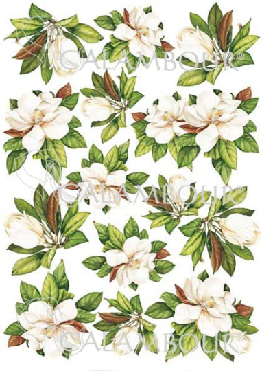 Calambour Magnolia Flowers